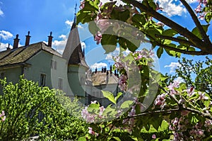 Sakura blossoms against the background of Hunting castle of Count Shenborn in Carpaty Village Chinadiyevo