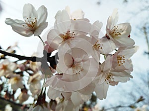 Sakura blossoms blooming in spring