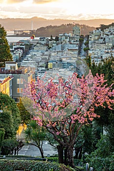 Sakura blossoms on Lombard Street. San Francisco is in early morning light