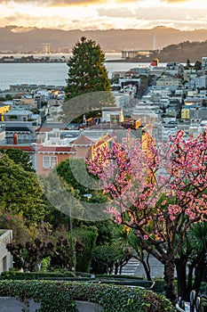 Sakura blossoms on Lombard Street. San Francisco is in early morning light