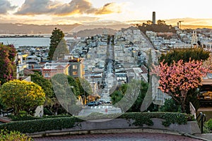 Sakura blossoms on Lombard Street. San Francisco is in early morning light