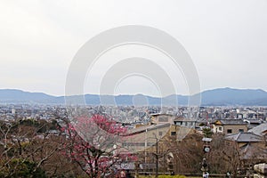 Sakura blossoms and panoramic views of the city of Kyoto Japan, March 2024