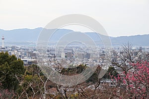 Sakura blossoms and panoramic views of the city of Kyoto Japan, March 2024