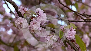 Sakura blossoms on sakura alley. With color correction.