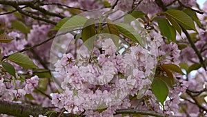 Sakura blossoms on sakura alley. With color correction.