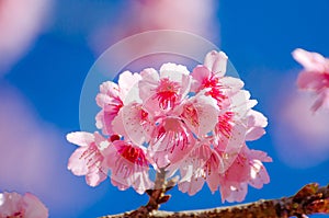 Sakura blue background Angkhang Chiang Mai Thailand photo