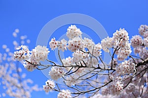 Sakura with blue sky