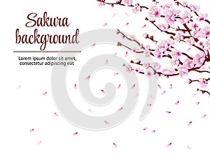 Sakura branch background. Cherry blossom, japan tree floral branches. Japanese flowers blooming festival, spring