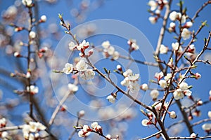 Sakura branch blossom branch in bloom, close-up. Cherry blossom branch