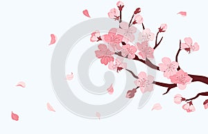 Sakura branch. Cherry blossom with falling petals of pink flowers, Japanese sakura season banner vector illustration