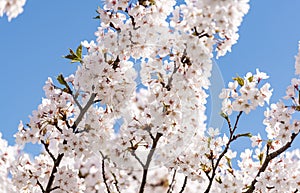 Sakura Branch in Clear Blue Sky Background.