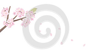 Sakura branch illustration