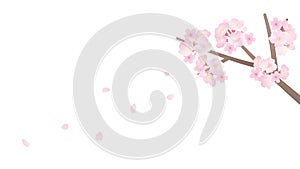 Sakura branch illustration