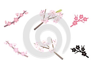 Sakura branch illustration set