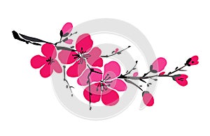 Sakura branch isolated on white background. Spring background. Japanese cherry blossom. Blooming flowers