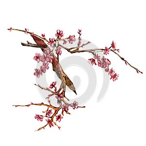 Sakura branch with pink flowers isolated on white background. Watercolor hand drawn botanic illustration. Art for design