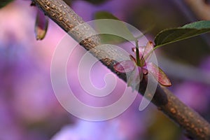 A sakura branch in the sunlight