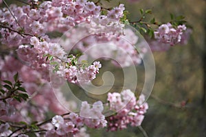 Sakura branches with flowers on a blurred background, close-up