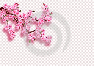 Sakura. Branches with pink flowers, leaves and buds with shadow. On a transparent background. illustration