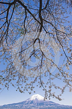 Sakura branches and Sakura tree at Lake Tanuki