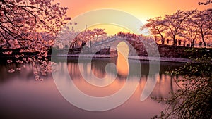 Sakura and bridge