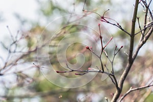 Sakura bud befor blooming in spring