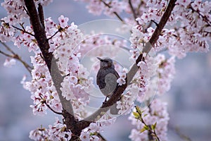 Sakura With Bulbul