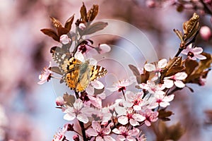 Sakura and Butterfly