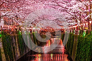 Sakura Canal photo