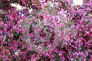 sakura cherry blooming tree