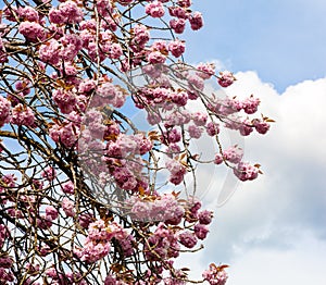 Sakura Cherry Blossom