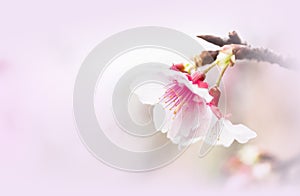 Sakura ( Cherry Blossom)