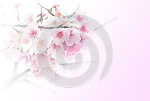 Sakura ( Cherry Blossom)