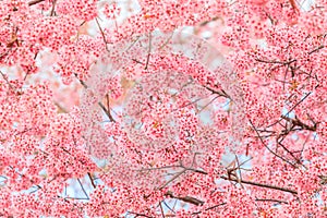Sakura or Cherry blossom