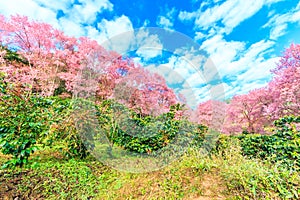 Sakura or Cherry blossom