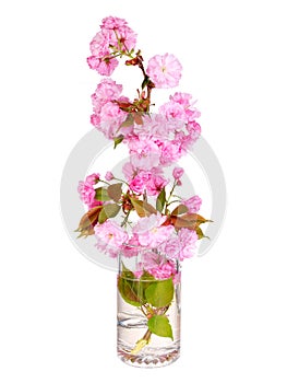 Sakura. Cherry blossom branch in glass vase isolated