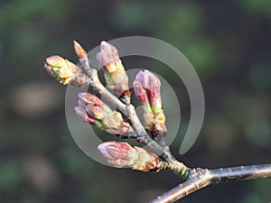 Sakura, cherry blossom, buds