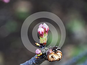 Sakura, cherry blossom, buds