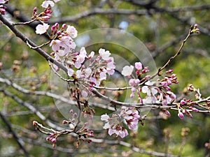 Sakura, cherry blossom, buds