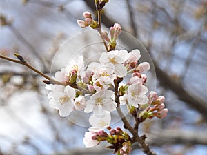 Sakura, cherry blossom, buds