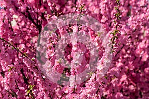 Sakura, cherry blossom, cherry tree with flowers. Oriental cherry blooming