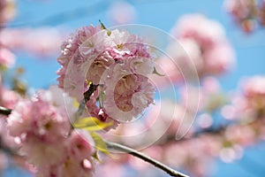 Sakura, cherry blossom, cherry tree with flowers. Oriental cherry blooming.