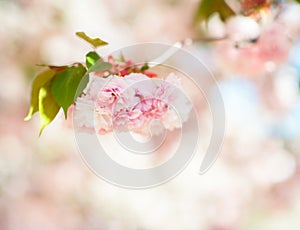 Sakura, cherry blossom, cherry tree with flowers. Oriental cherry blooming. Branch of sakura with white and rose flowers