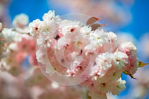Sakura, cherry blossom, cherry tree with flowers. Oriental cherry blooming. Branch of sakura with white and rose flowers,