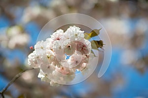 Sakura, cherry blossom, cherry tree with flowers. Oriental cherry blooming. Branch of sakura with white and rose flowers