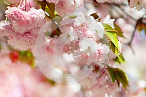 Sakura, cherry blossom, cherry tree with flowers. Oriental cherry blooming. Branch of sakura with white and rose flowers, beauty