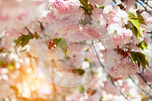 Sakura, cherry blossom, cherry tree with flowers. Oriental cherry blooming. Branch of sakura with white and rose flowers, beauty