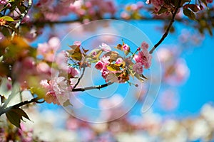 Sakura, cherry blossom, cherry tree with flowers. Oriental cherry blooming. Branch of sakura with white and rose flowers, beauty