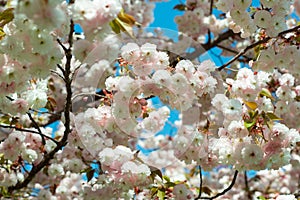 Sakura, cherry blossom, cherry tree with flowers. Oriental cherry blooming. Branch of sakura with white and rose flowers, beauty