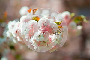 Sakura, cherry blossom, cherry tree with flowers. Oriental cherry blooming. Branch of sakura with white and rose flowers, beauty